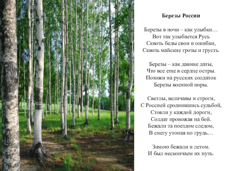 Песня про березы и россию. Стихотворение береза. Стихи про березы русские. Стеховоренея берёза. Стих про березу.