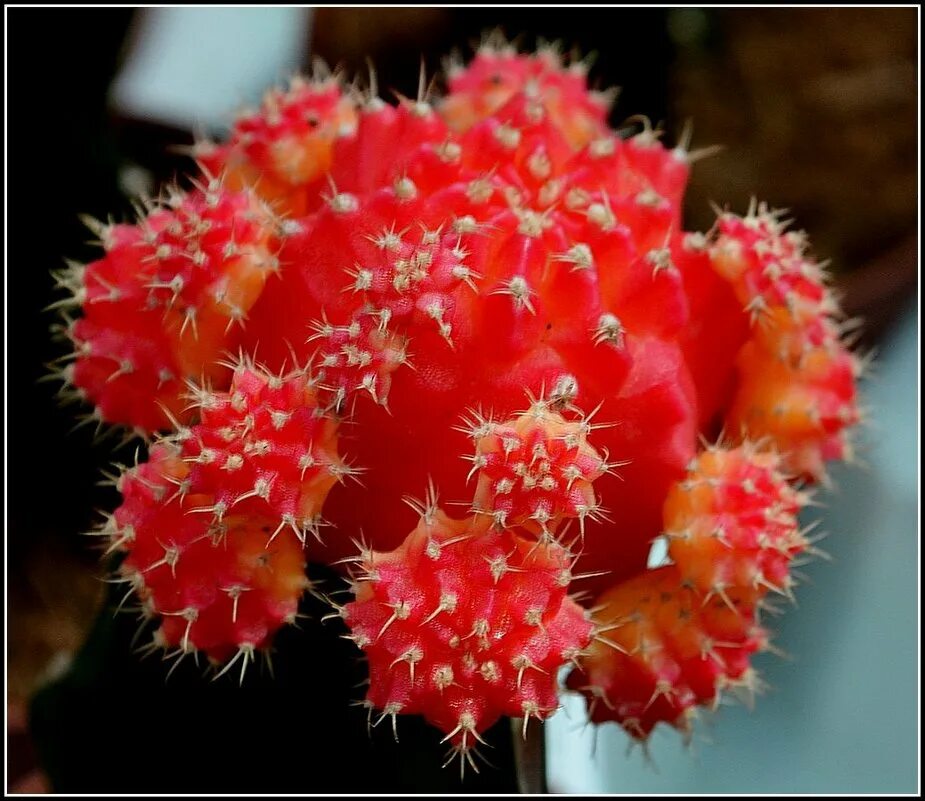 лилия шапка мономаха. шапка мономаха растение. хризантема корейская шапка мономаха. хризантема корейская ватра. шапка мономаха растение.