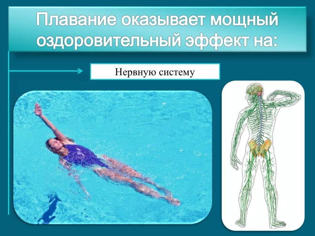 Плавание иммунитет. Влияние плавания на нервную систему человека. влияние плавания на сердечно-сосудистую систему. влияние плавание на системы. опорно двигательный аппарат плавание.