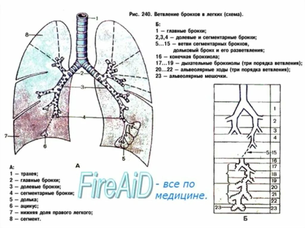 Строение легких сегментарные бронхи. Ветвление бронхов в легких схема. Топография сегментов и долей легкого. Строение лёгких человека анатомия сегменты.