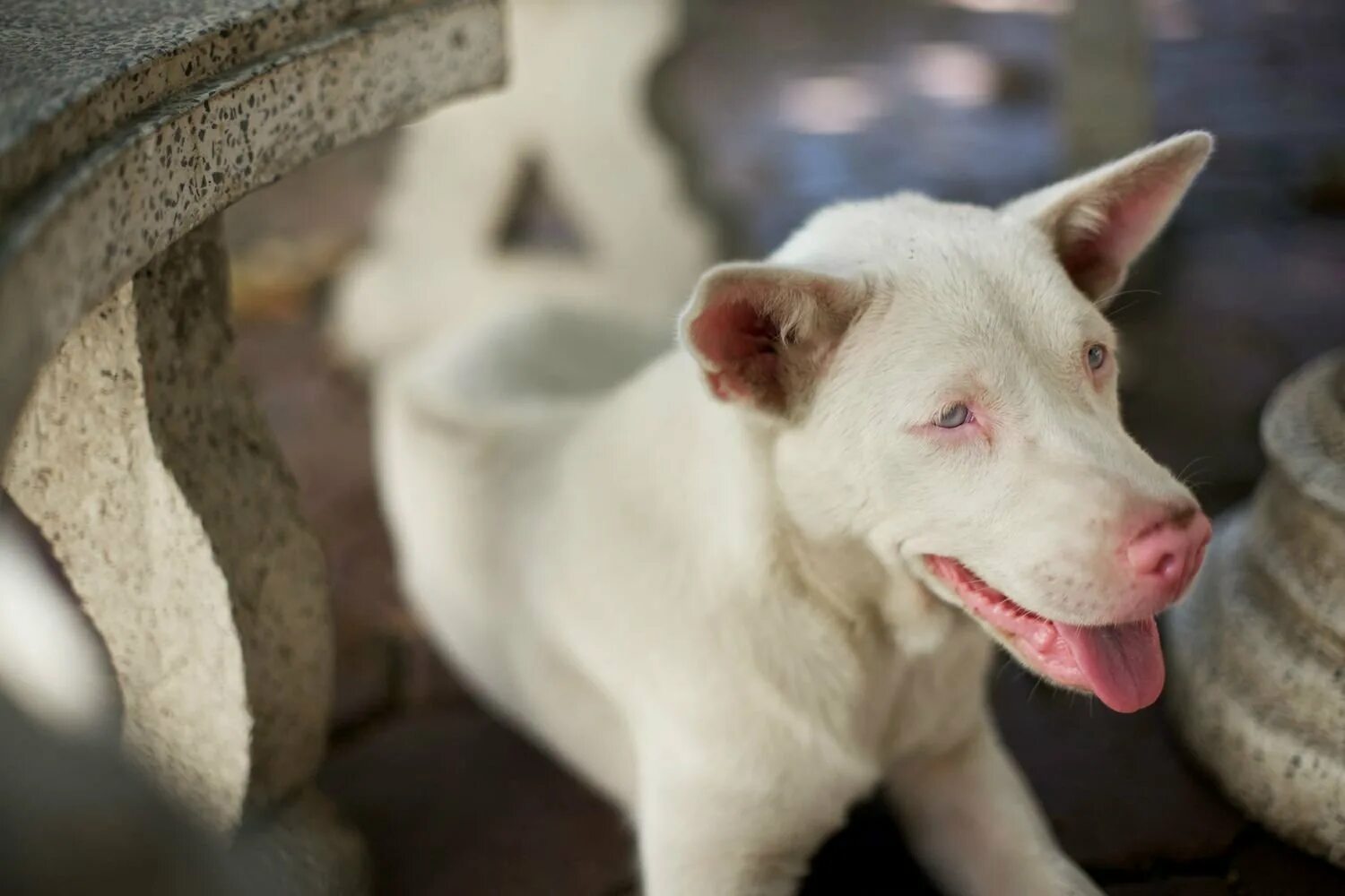 Йоркширский терьер альбинос. Собака альбинос. Бультерьер альбинос. Аусси альбинос. Бордер колли альбинос.