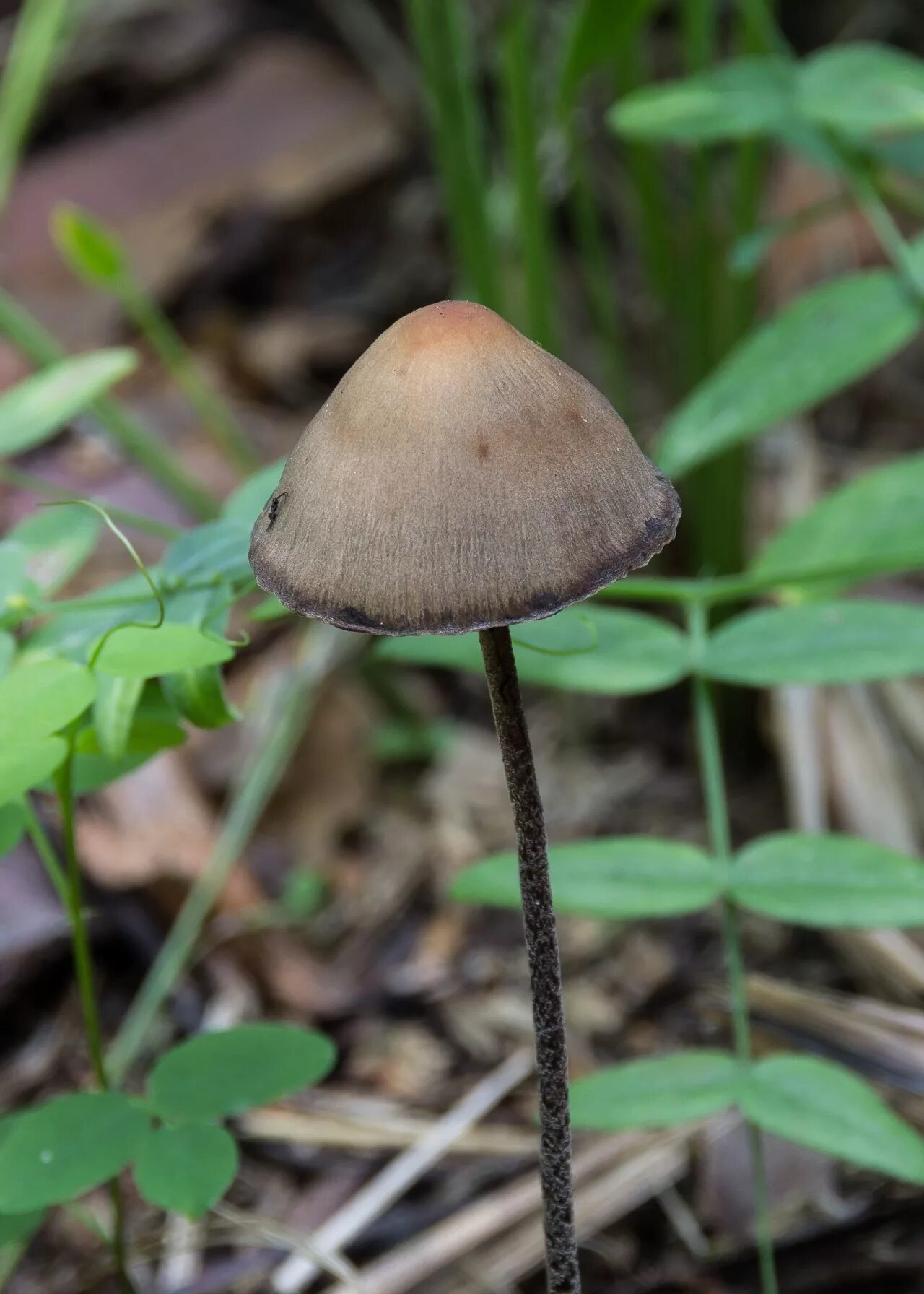 Панеолус синеющий. Панеолус. Panaeolus sphinctrinus панеолус. Панеолус мотыльковый panaeolus papilionaceus. Панеолус колокольчатый (panaeolus sphinctrinus).