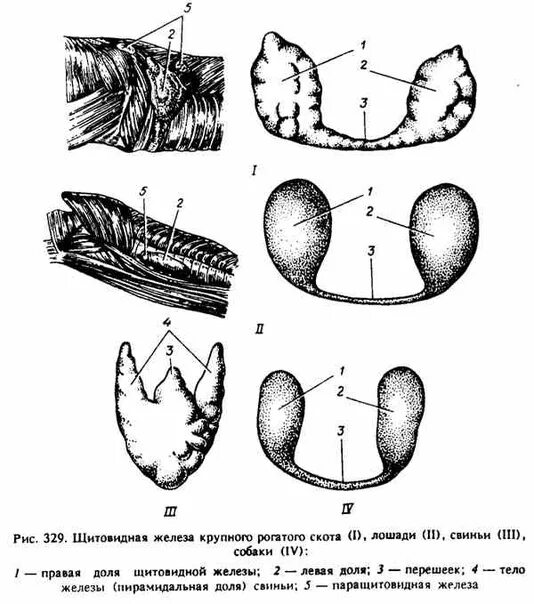 Верховые железа. Паращитовидные железы свиньи. Щитовидная железа у КРС топография. Щитовидная железа у животных. Щитовидная железа животных анатомия.