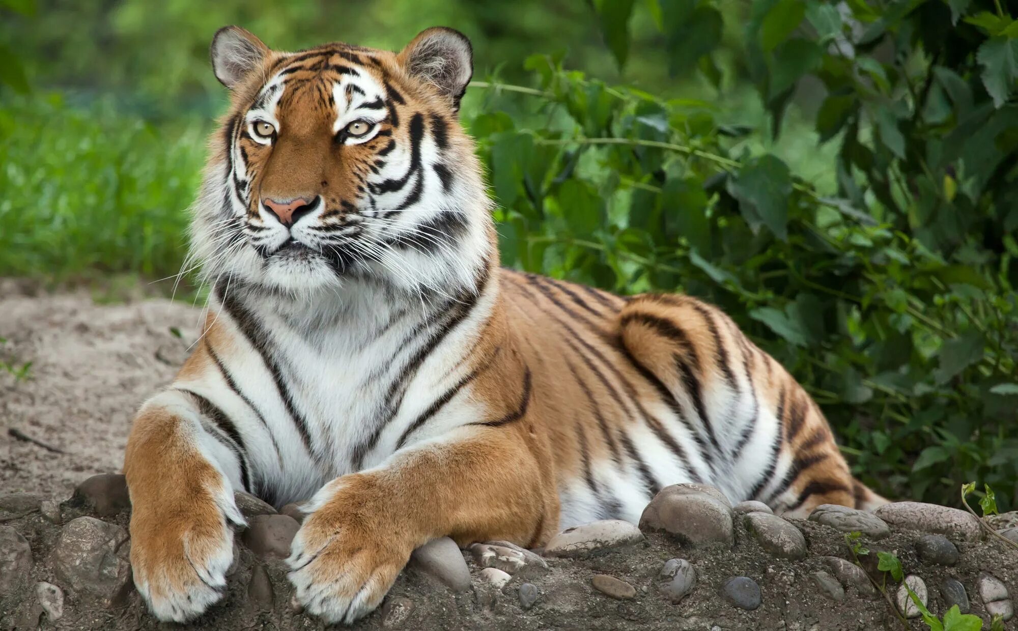 Animals images. Амурский (Уссурийский) тигр. Тигр 3. Сибирский тигр (Panthera Tigris altaica). 4. Амурский тигр (Panthera Tigris).