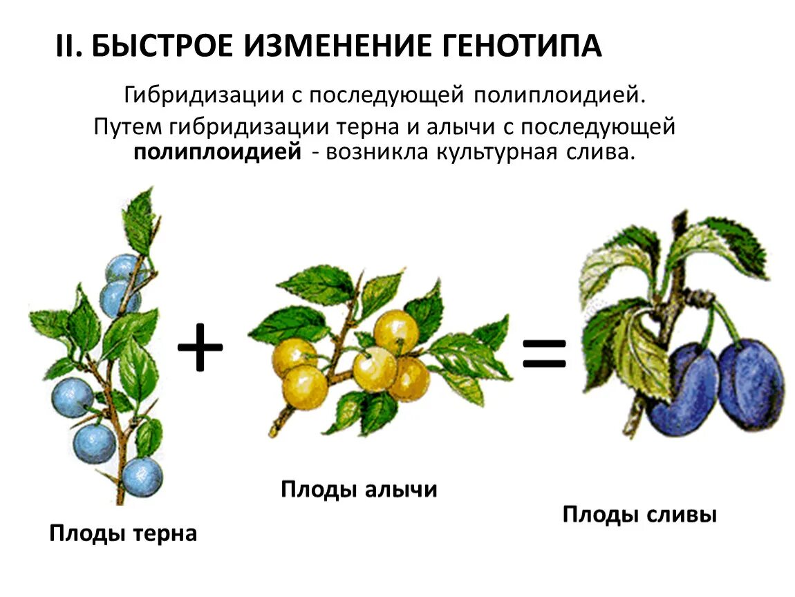 Терн и алыча гибрид