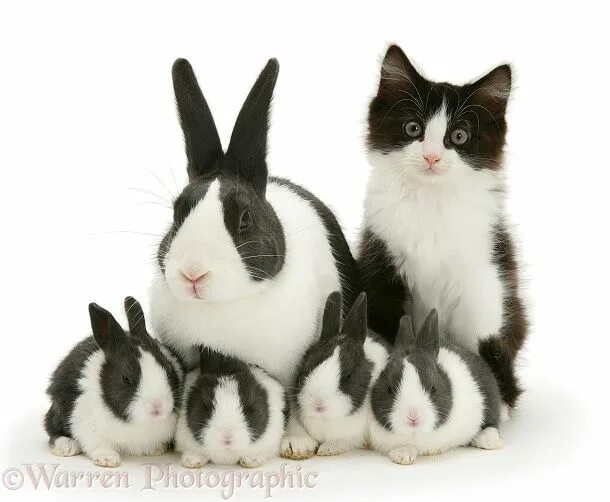 Кошка кролик фото Gepind van kepguru Kittens, Cute cats, Easter cats