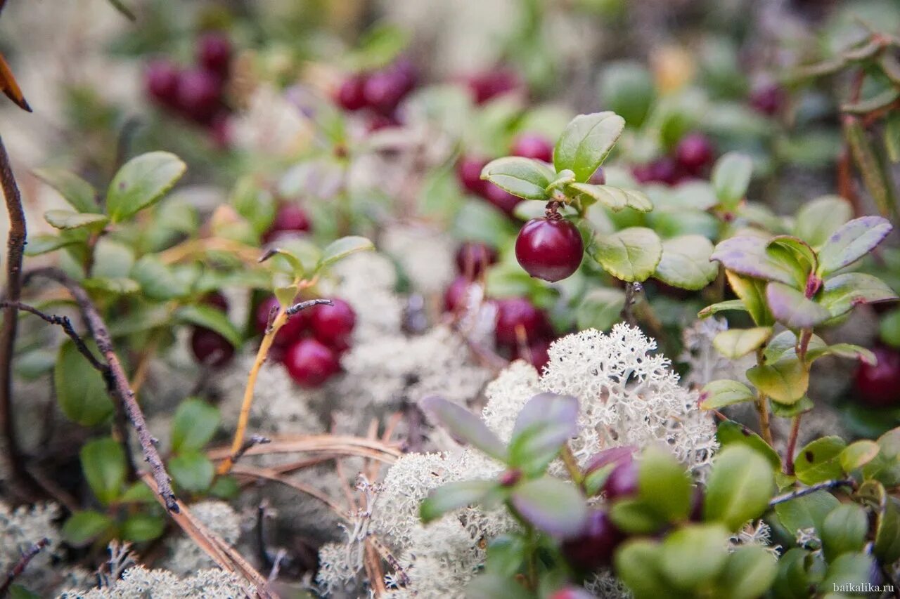 Растения тундры тайги. Ягоды тайги. Ямал ягель ягоды. Ягель тундра грибы. Лишайник олений мох.