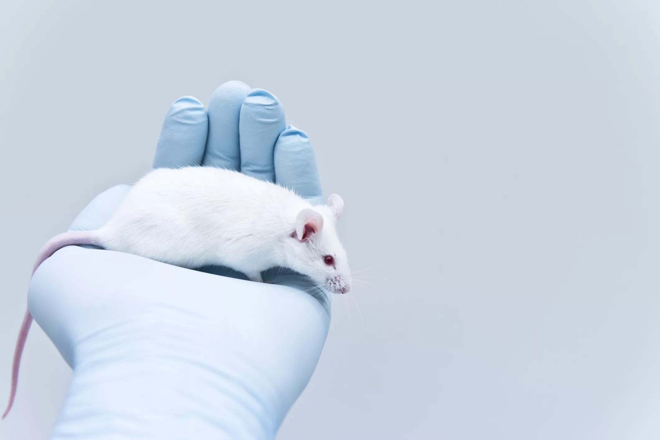 Вакцина мыши. Лабораторные мыши. Лабораторная мышь на белом фоне. Scientists Mice. Картинки на рабочий стол лабораторные мыши.