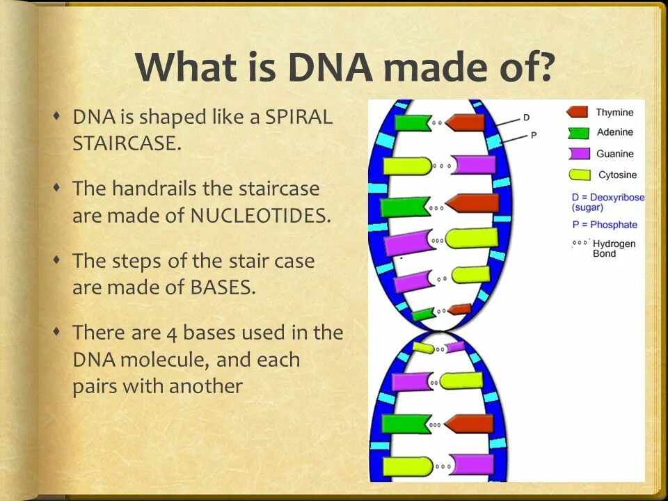 What is a dna. What is dna. dna what is it. днк биология школа. dna is made up of four.