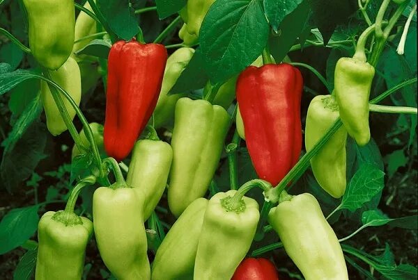 Самый высокорослый сорт. Индетерминантные томаты черри. Крыжовник грушенька (с2). Черри мегагрон. Самый высокорослый сорт.