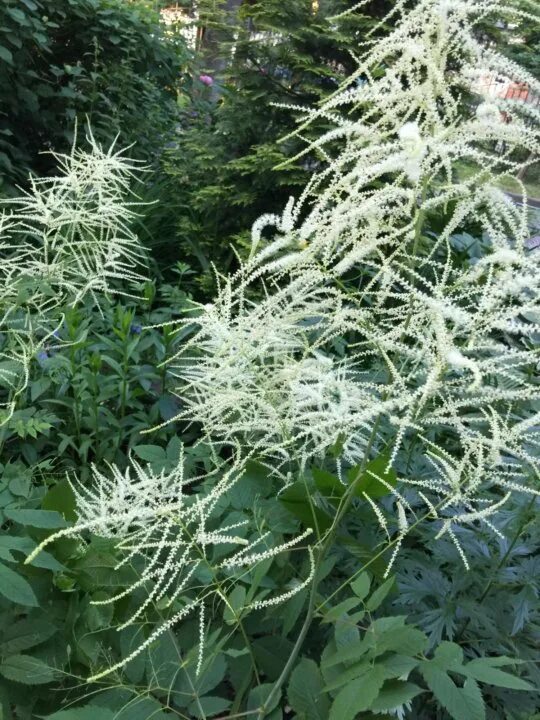 Волжанка двудомная (aruncus dioicus). Арункус / волжанка двудомная. Волжанка двудомная цветы. Волжанка (арункус) kneiffii. Волжанка двудомная кнеффи.