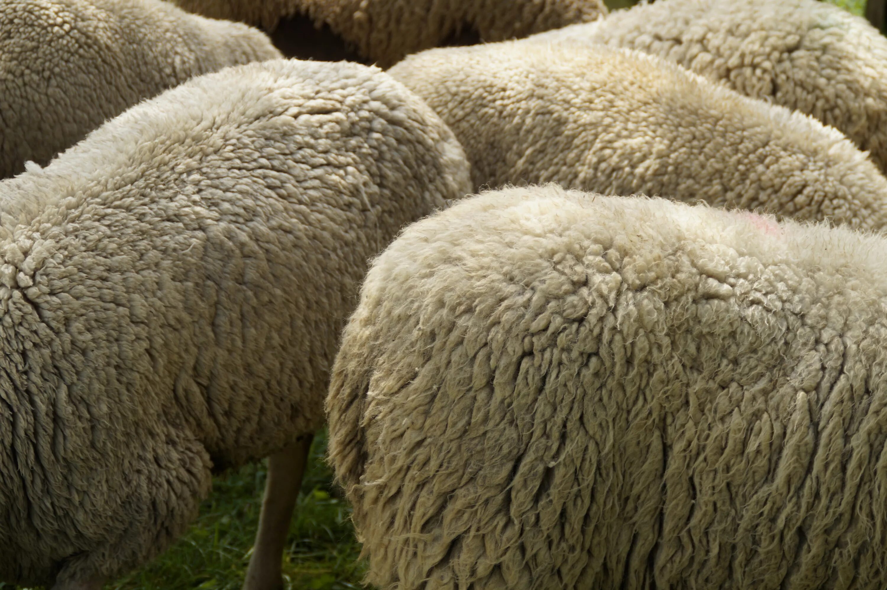 Тоскана овца. Тонкорунные овцы. Мех овцы. Шерсть овечки.