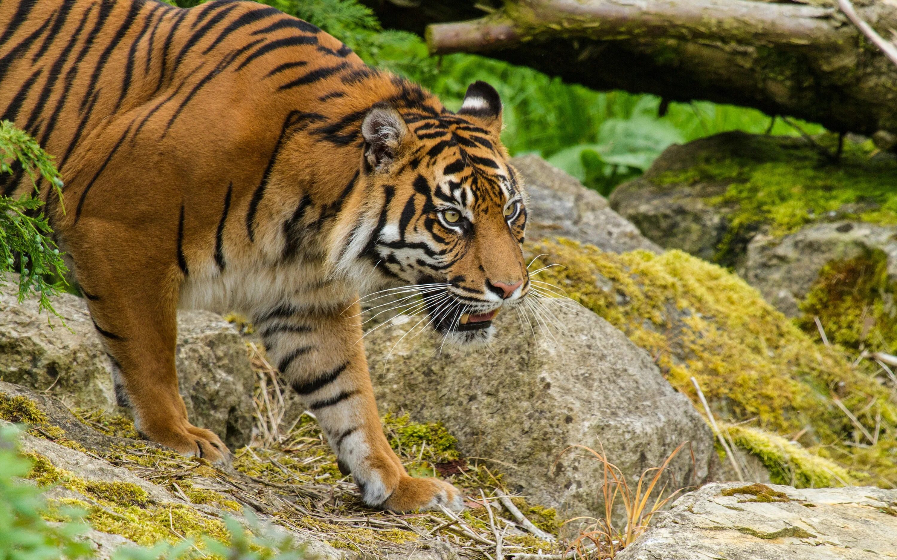 Желтый Земляной тигр. Уссурийский тигр. Тигор. Фото тигра. Тигровый картинка