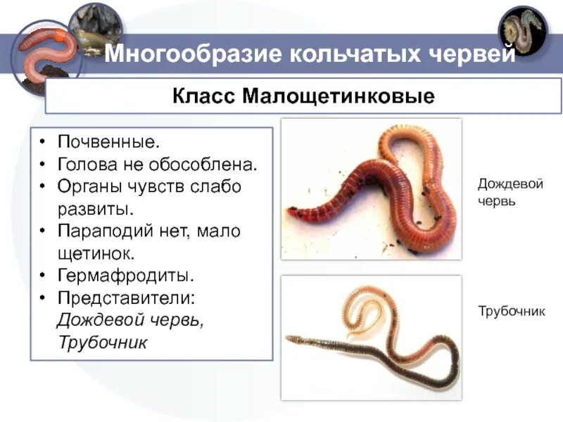 2 группы кольчатых червей. Дождевые черви класс Малощетинковые. Малощетинковые кольчатые черви. Класс Малощетинковые черви представители типа. Представители малощетинковых червей представители.