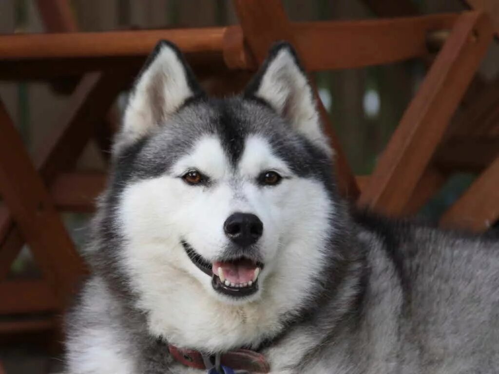 Хаски уайт. Сибирский хаски. Просмотреть лайки. Западносибирская лайка серая. Собака западносибирская лайка.