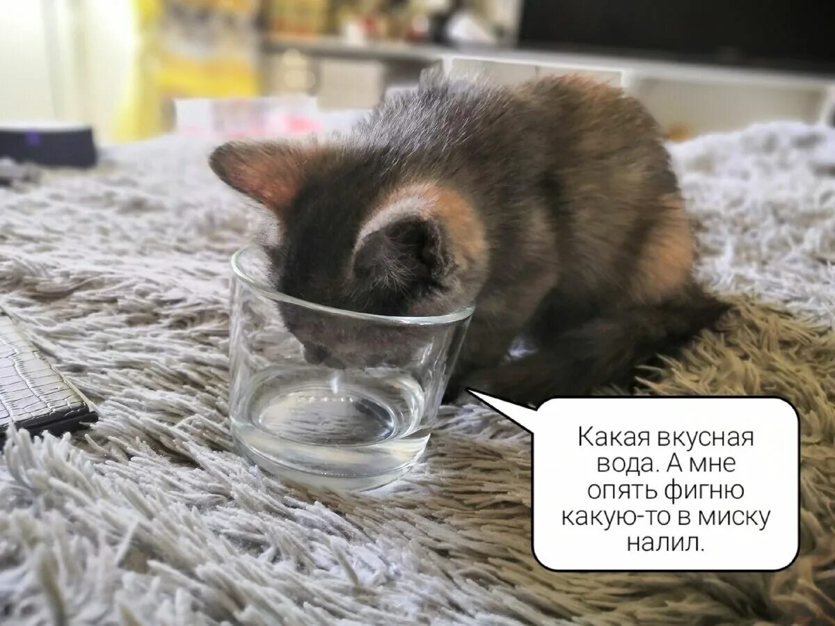 Кот пьет воду из крана. Кошка никогда не пьет воду. Кот пьет воду. Кот пьет из крана. Если котик не пьет воду.