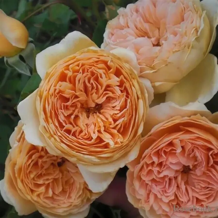 Кантри Сад РОЗА "CROWN PRINCESS MARGARETH"