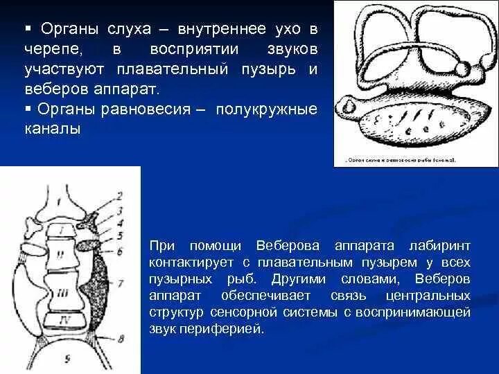 Орган слуха у рыб ухо. Строение рыб слух. Веберов аппарат у рыб. Орган слуха у рыб. Орган равновесие у раб.