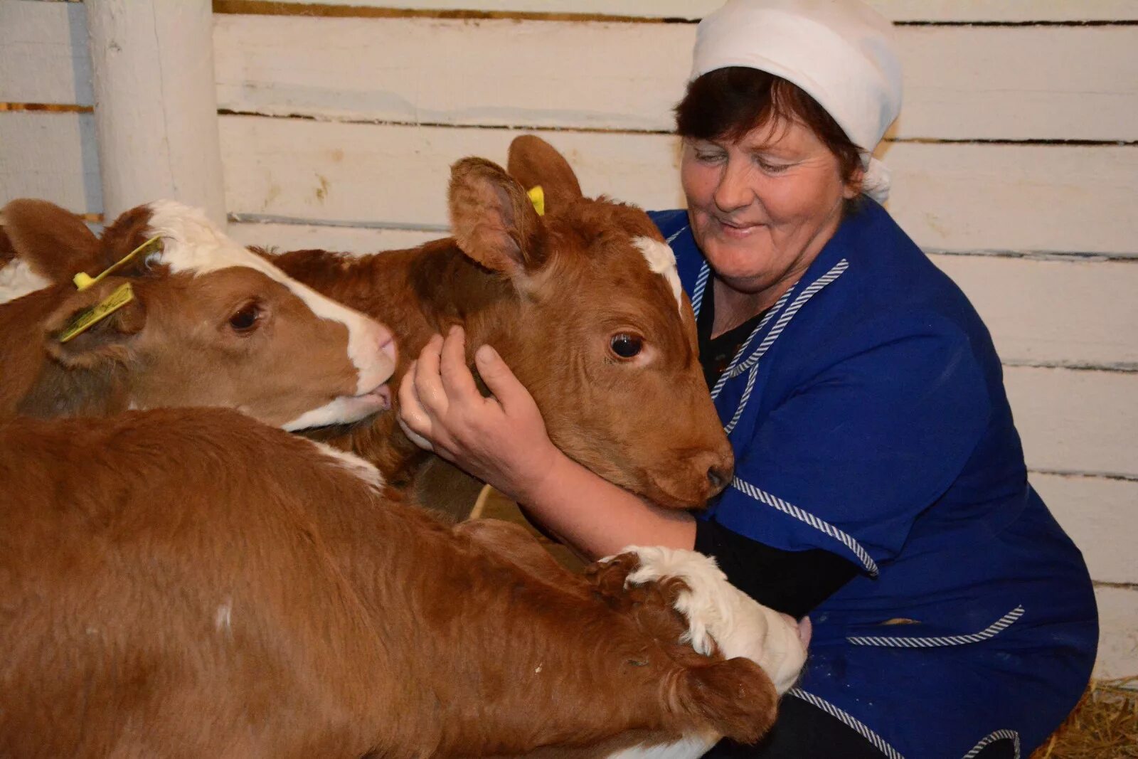 Животновод это. Животноводы это люди. Зоотехник селекционер. Телятница профессия. Ветеринар в сельском хозяйстве.