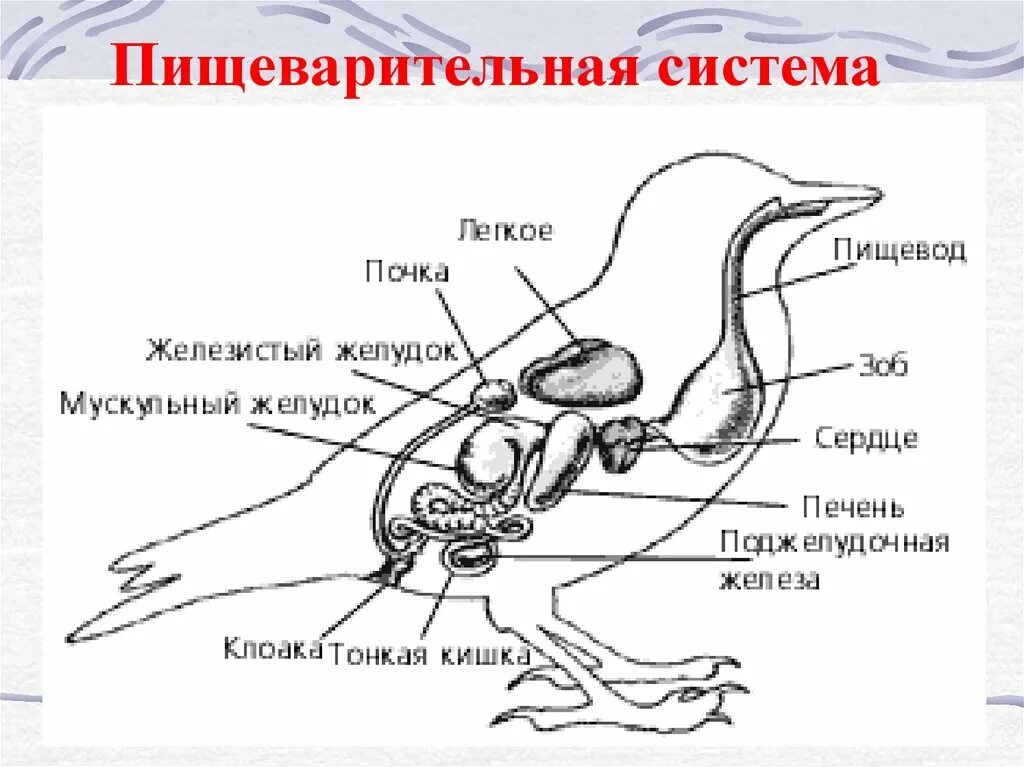 Пищеварительная система класса птиц. Строение пищеварительной системы птиц. Схема пищеварительной системы птицы. Пищевар система птиц. Внутреннее строение птиц пищеварительная система.