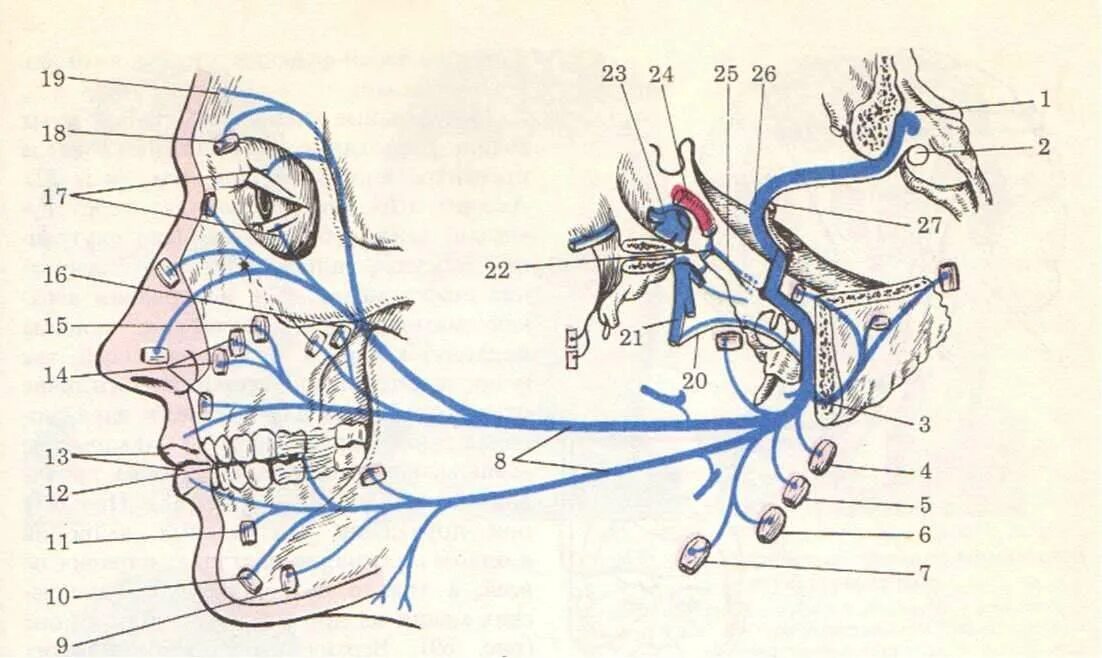 Схема ветвления лицевого нерва. Лицевой нерв схема пути. Лицевой нерв анатомия схема хода. Лицевой нерв неврология схема. Карта лицевых нервов