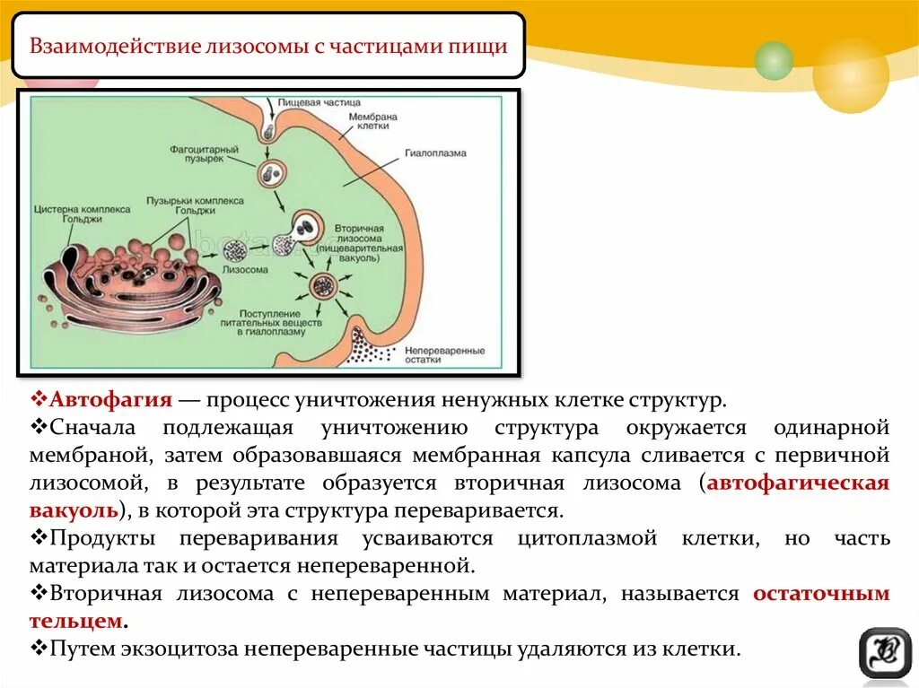 Слияние лизосомы с фагоцитозным пузырьком. Структура клетки и процесс. Взаимосвязь органелл клетки. Строение структура лизосомы.