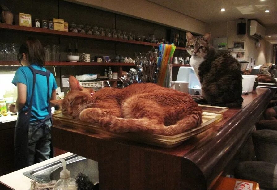 Включи коте ресторан. Кошачье кафе - "Cat Cafe" в Японии. Кошачьи кафе в Японии. Кошка в ресторане. Кафе с котами в Японии.