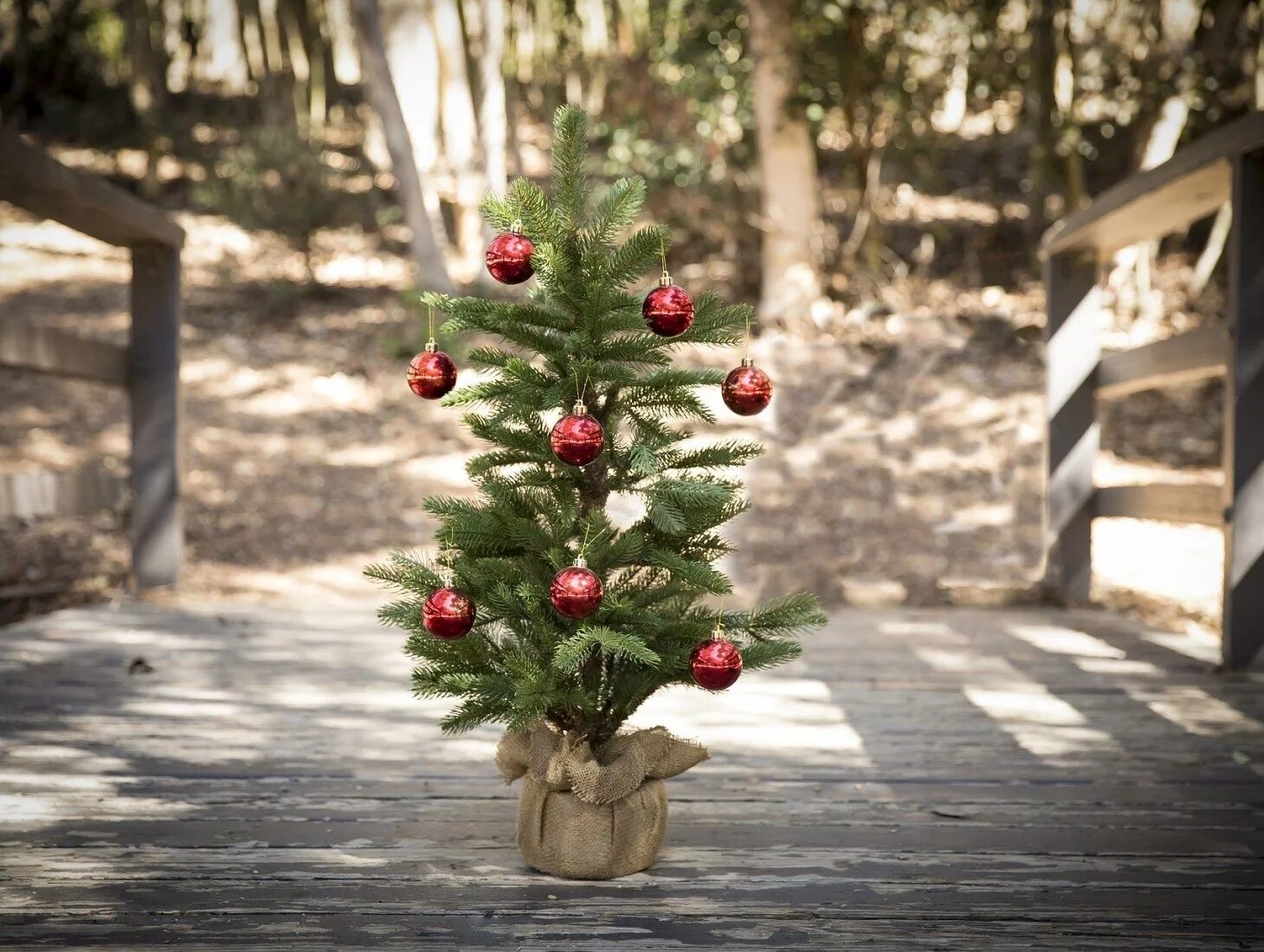 Holiday trees. Holiday trees. Новогодняя елка. Картинки с елочкой на новый год. Новогодняя картинка фон.