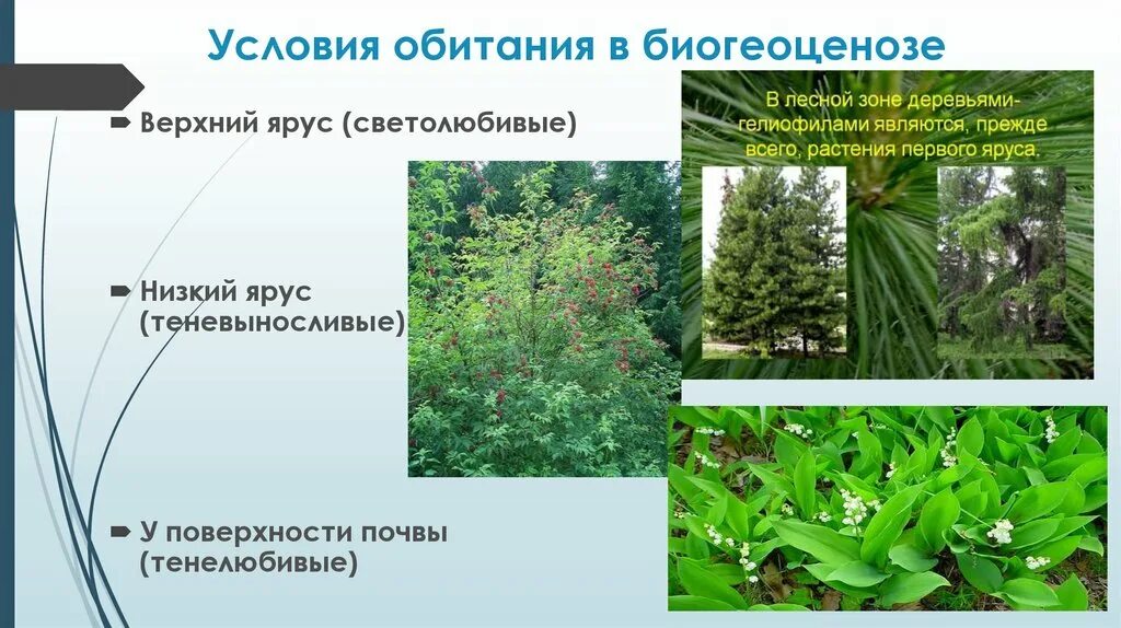 При совместном обитании растений разных