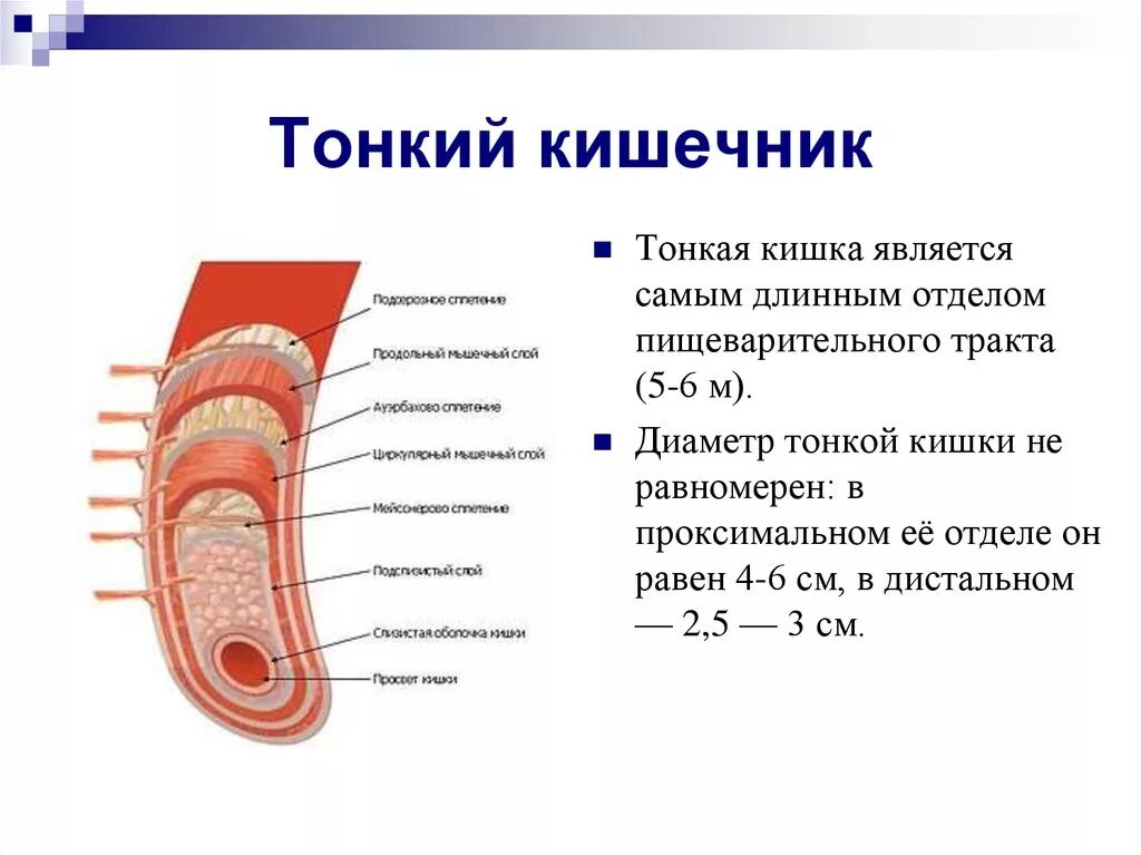 Характеристика тонкой кишки. Диаметр отделов кишечника. Основные отделы тонкого кишечника. Строение тонкой кишки у человека. Тонкая кишка диаметр у человека.