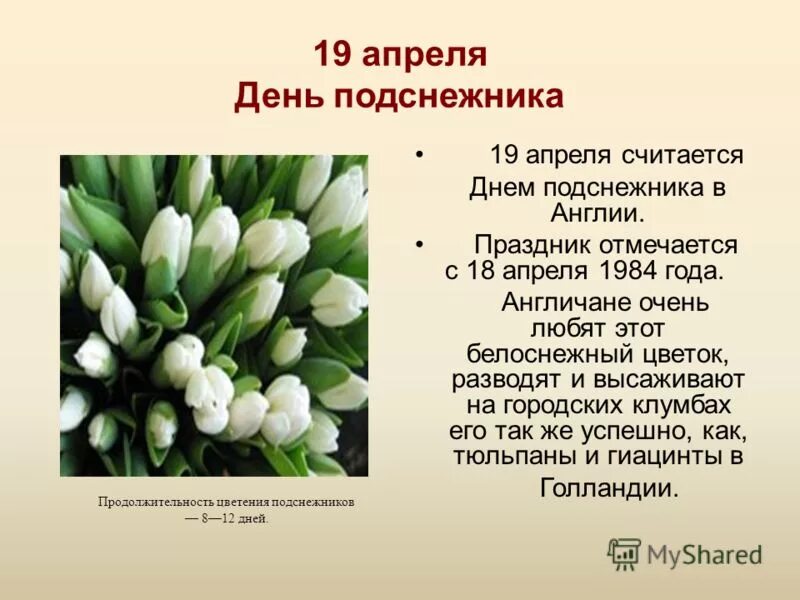 Какие дни весной ответ. День подснежника. 19 Апреля праздник. Международный день подснежника 19 апреля. Подснежник 19 апреля.