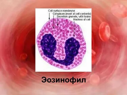 Эозинофилы абс что это такое