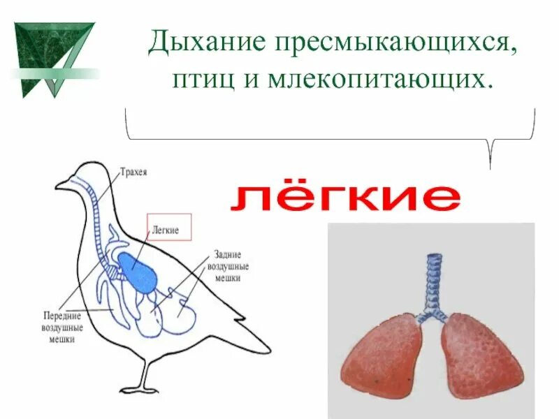 В легкие птиц поступает. Схема строения дыхательной системы млекопитающих. Дыхательная система млекопитающих голубь. Пресмыкающиеся строение дыхательной системы. Дыхательная система пресмыкающихся птиц и млекопитающих.