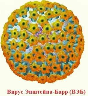 Лечение бар вируса