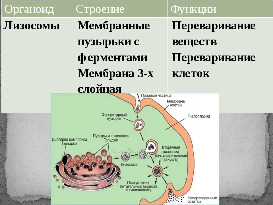 Органоид лизосомы функции