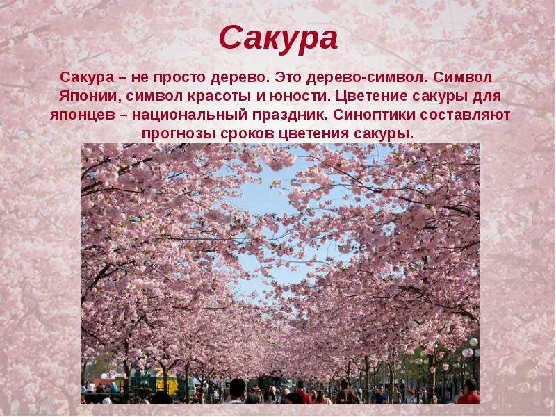 Дерево символ какой страны. Праздник цветения сакуры в японии 4 класс. сакура символ японии. сакура в японии традиции. япония символы и традиции.