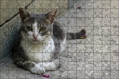 Фото бездомных кошек