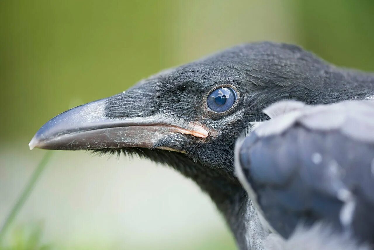 птенец серой вороны