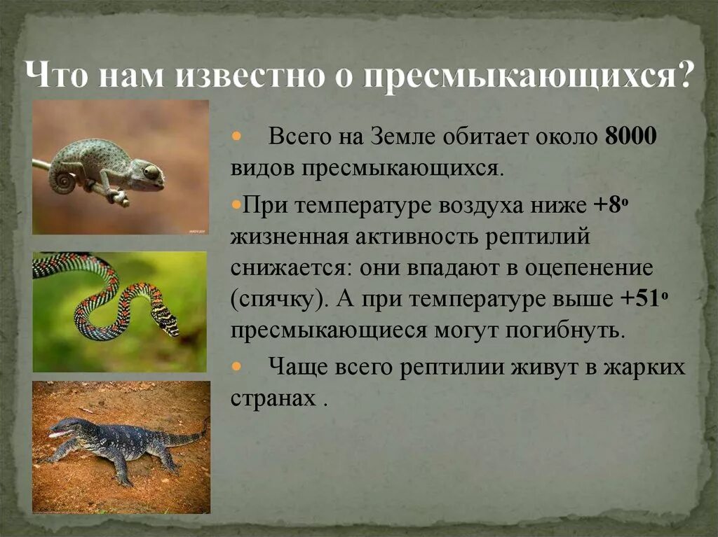 Важность сохранения в природе рептилий на примерах. Сообщение о пресмыкающихся. Доклад о пресмыкающихся. Сообщение о рептилиях. Интересные факты о пресмыкающихся.