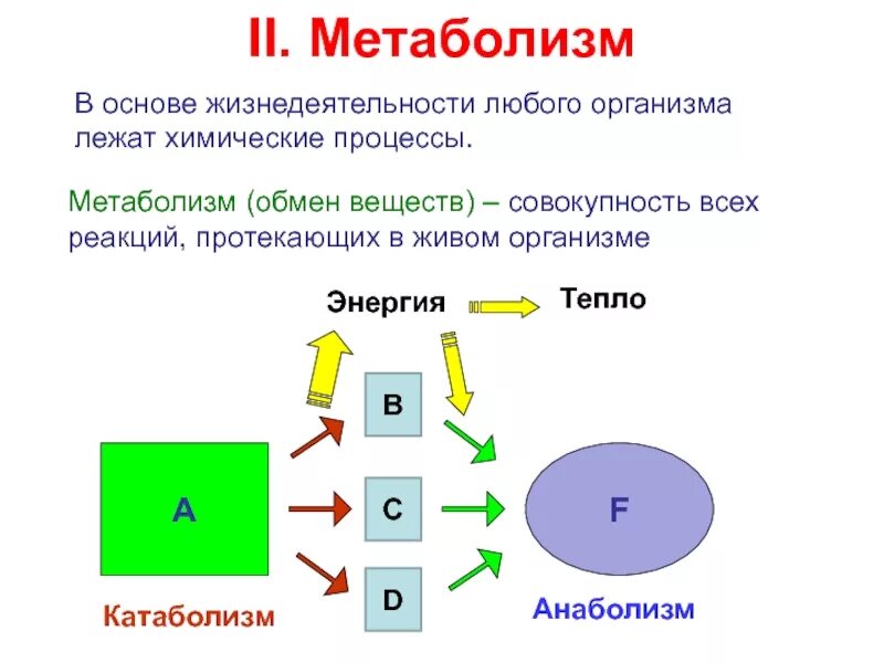 Метаболизм. Обмен веществ. Обмен веществ человека. Обмен веществ простыми словами.