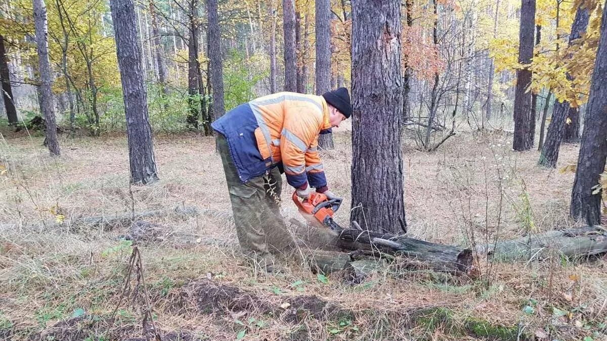 Поваленное дерево в лесу. Вырубка сухостоя. Уборка валежника в лесу. Расчистка лесов от сухостойных деревьев.