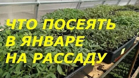 Цветы на рассаду в январе