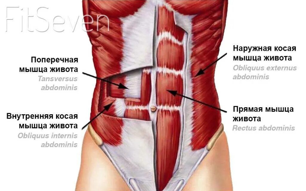 Передняя прямая мышца живота. Наружная косая мышца живота анатомия. Сухожильные перемычки прямой мышцы живота. Мышцы живота прямые поперечные косые. Поперечная и внутренняя косая мышца живота.