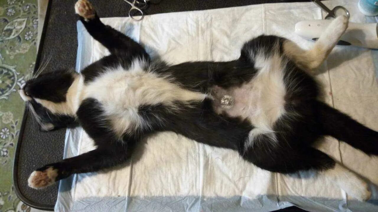 Сколько дней у кошек длится течка