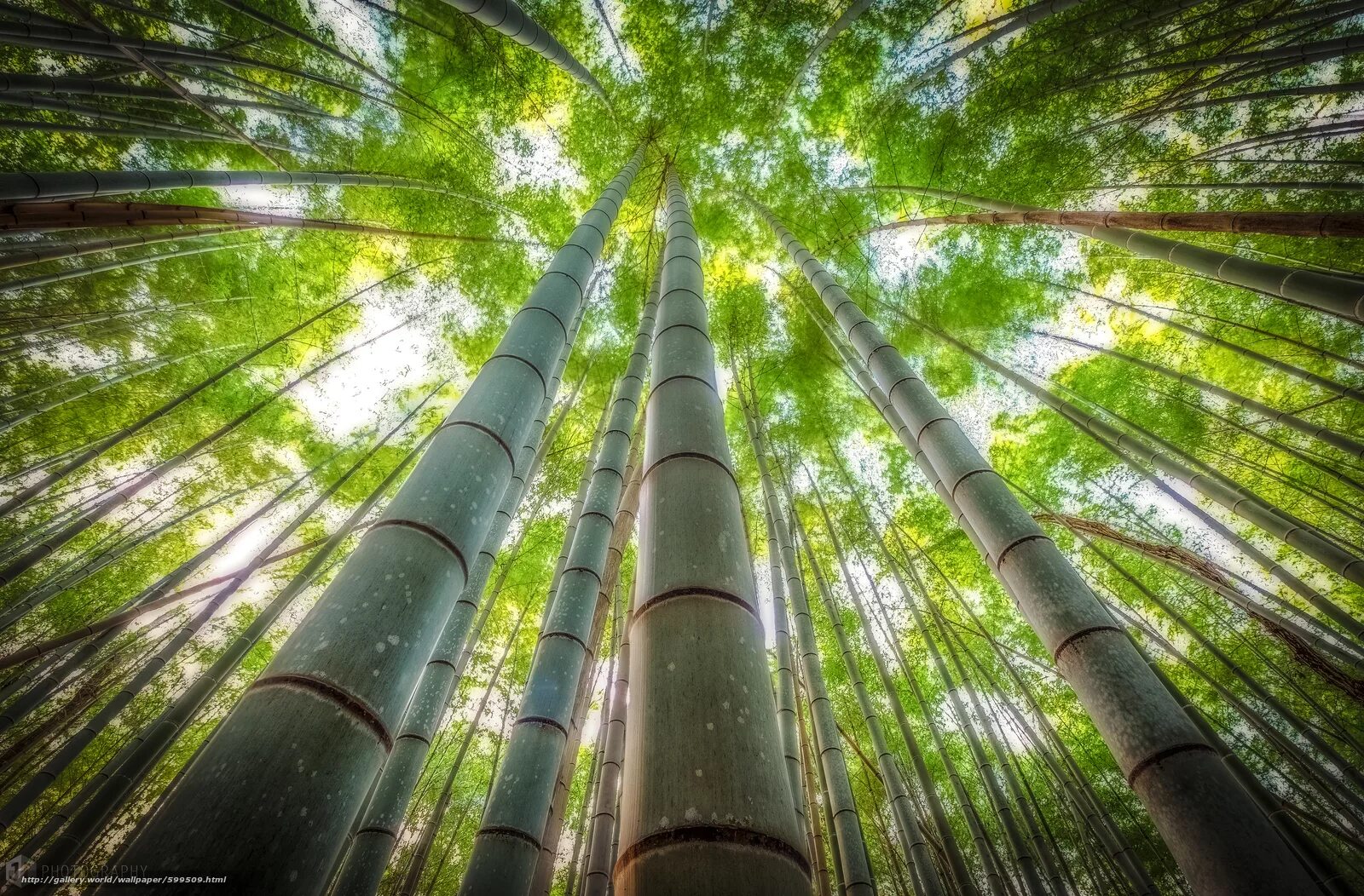 Go tree