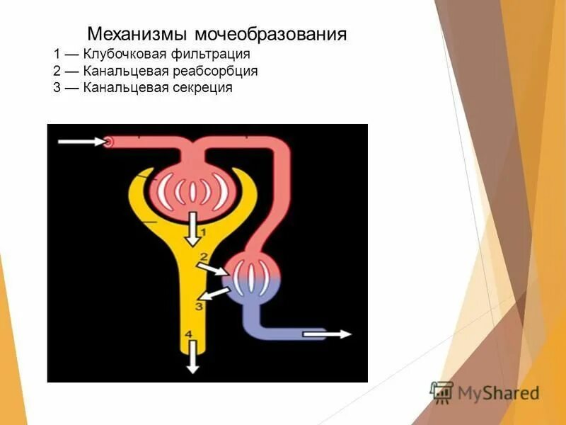 клубочковая фильтрация и канальцевая секреция. клубочковая фильтрация канальцевая реабсорбция и секреция. клубочковая фильтрация канальцевая реабсорбция. канальцевая реабсорбция механизмы. клубочковая фильтрация канальцевая реабсорбция.