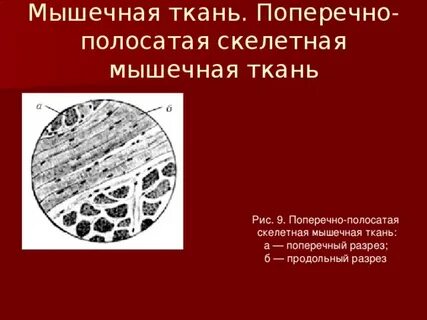 Поперечный разрез мышечной ткани