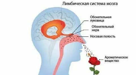 Попали запахи