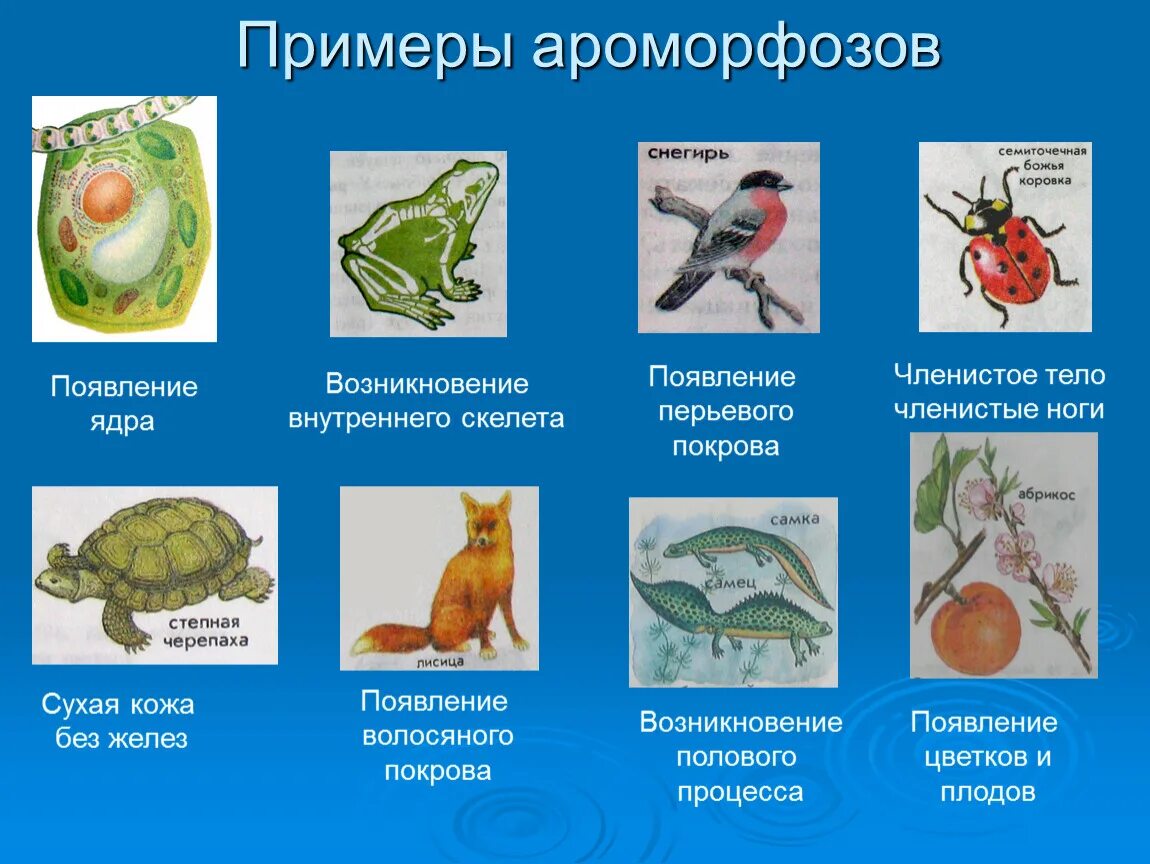 Ароморфозы класса пресмыкающихся. Ароморфоз примеры. Появление клеточного ядра ароморфоз. Ароморфоз примеры у животных и растений. Возникновение клеточного ядра значение ароморфоза.