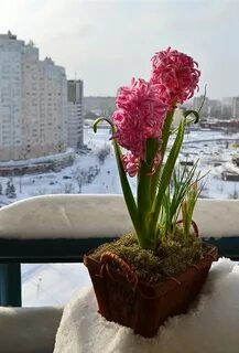 На пороге весны